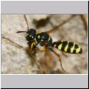 Cerceris quinquefasciata - Knotenwespe 04d 9mm beim Nesteintrag von Ruesselkaefern - OS-Hasbergen Lehmhuegel.jpg